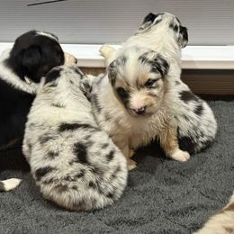 Australian Shepherd puppies from Cattail Ridge Australian Shepherds