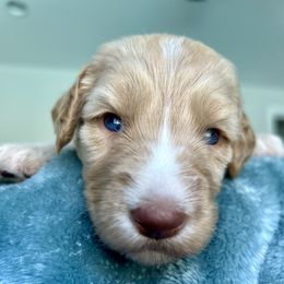 Girl 3 - Apricot female Goldendoodle puppy in Peoria, Arizona from Az Adorable Doodles
