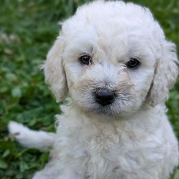 Boa - Cream female Poodle puppy in Salem Township, Maine from Moirae Poodles