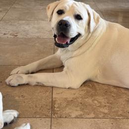 Opal - Labrador Retriever