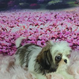 Zoey - Tricolor female Shih Tzu puppy in Hialeah, Florida from Shih Tzu Miami