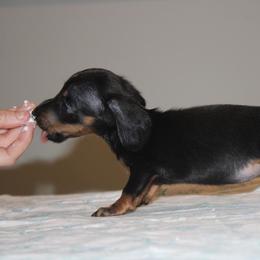 KitKat - Black and tan female Dachshund puppy in Okeechobee, Florida from Far Far Away Dachshunds