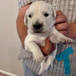 Male Pick 5 - Light golden male Golden Retriever puppy in Litchfield Park, Arizona from Phoenix Golden Retriever & Biewer Terriers