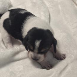 Rocky - Black tan and white male Beagle puppy in Peculiar, Missouri from At home