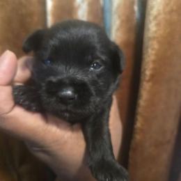 Apollo - Black male Miniature Schnauzer puppy in Titusville, Florida from Alysha's Grandbabies