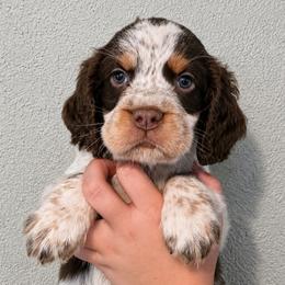 Bruno - Tri-Roan male English Springer Spaniel puppy in Fort White, Florida from Thunderbird Springers