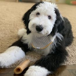 Bernedoodle, Bernese Mountain Dog, Old English Sheepdog, Poodle, and Sheepadoodle Puppies from VonDoodles Bernedoodles & Sheepadoodles