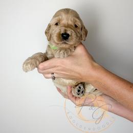 Jonny Pop (light green collar) - Cream male Goldendoodle puppy in Murrieta, California from Apricot Poodles & Goldendoodles, LLC