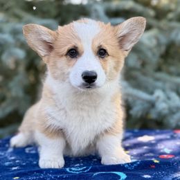 Sugar Baby - White and fawn female Pembroke Welsh Corgi puppy in Saint Ignatius, Montana from Rustic Barn Kennels