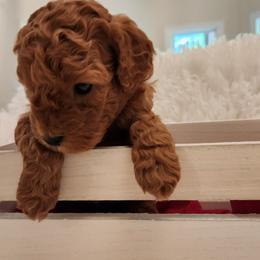Goldendoodle puppies from Glitzy Goldendoodles