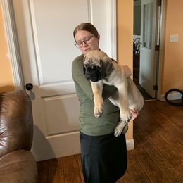 Boerboel Puppies from Heritage Boerboels