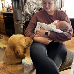 Cavalier King Charles Spaniel and Golden Retriever Puppies from Country Goldens and Mountain Top Cavaliers