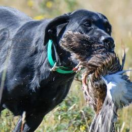 MAIZE - Labrador Retriever