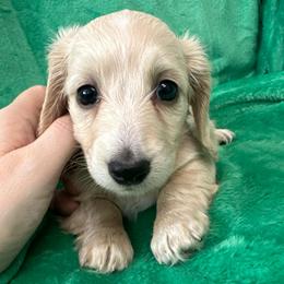 Cassatt (PRA Clear) - Cream female Dachshund puppy in Memphis, Tennessee from River City Doxies