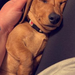 Dachshunds from Dachshund House