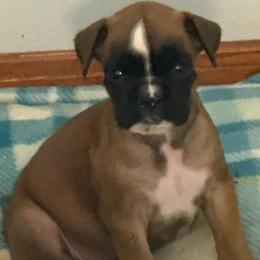 Foxtrot - Fawn female Boxer puppy in Medical Lake, Washington from Box and Bully Estates: Boxers and Old English Bulldogs