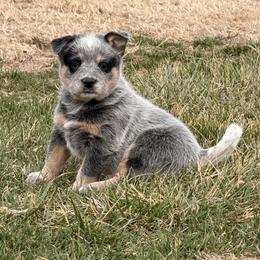 Pink Collar - Blue speckled female Australian Cattle Dog puppy in Nevada, Missouri from Back Road Dog Company, LLC
