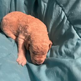 Boy 2 - Apricot male Poodle puppy in Whigham, Georgia from Moonlight Poodles