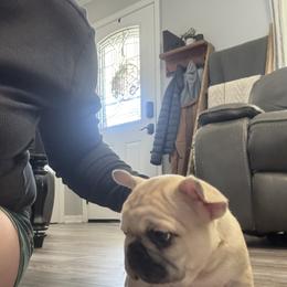 Potato - Fawn male French Bulldog puppy in Seneca, South Carolina from Keowee Kennels