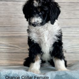 Aussiedoodle and Bernedoodle Puppies from North 40 Doodles