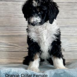 Aussiedoodle and Bernedoodle Puppies from North 40 Doodles