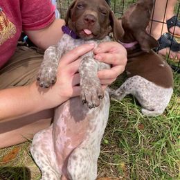 German Shorthaired Pointer and Jack Russell Terrier Puppies from Ivy Creek Kennels