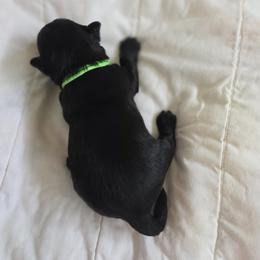 Christmas puppy - Black Male - Green Collar - Black male Scottish Terrier puppy in Eva, Alabama from Schulte's  Scottish Terriers