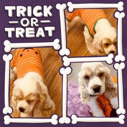 Cocker Spaniel Puppies from Angelic Cocker’s