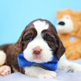 English Springer Spaniel and Springerdoodle Puppies from Family Raised Doodles