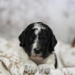 Lavender - Tri-color female Bernedoodle puppy in Delta, Pennsylvania from KEE Bernedoodles