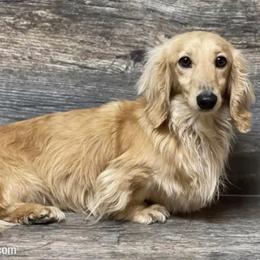 Buck | 50% Grendox Lines - Dachshund
