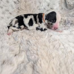 Jafar - Blue merle male Miniature Australian Shepherd puppy in Bend, Oregon from Wonderland Aussies