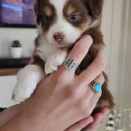 Miniature Australian Shepherd Puppies from Holy Ghost Ranch