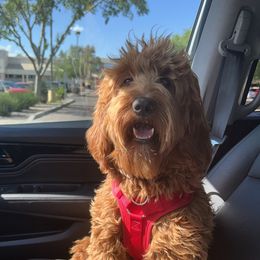 Willow - Goldendoodle