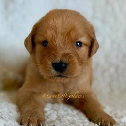 Squirt - Dark golden male Golden Retriever puppy in La Verne, California from 4LoveofGoldens