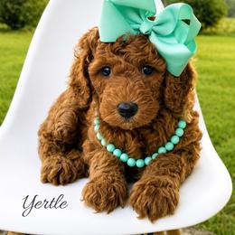 Yertle - Red  female Goldendoodle puppy in State Road, North Carolina from Must Love Doodles