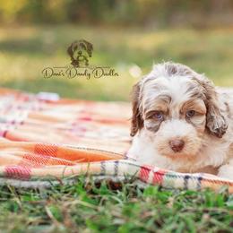Aussiedoodle Puppies from Dani's Dandy Doodles