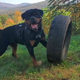 Rottweiler Puppies from Iron Clad Rottweiler
