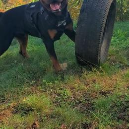 Rottweiler Puppies from Iron Clad Rottweiler