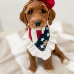 Goldendoodle Puppies from Summer Sun Doodles