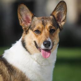 Pembroke Welsh Corgis from Little Creek Corgis