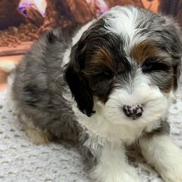 Boy 1 - Goldendoodle puppy from Island Doodles of Georgia