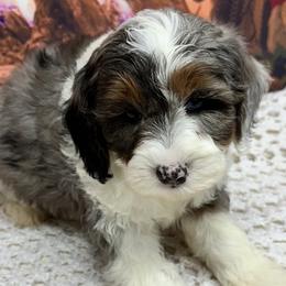 Boy 1 - Goldendoodle puppy from Island Doodles of Georgia
