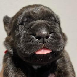 Cane Corso from Bellissima Cane Corso