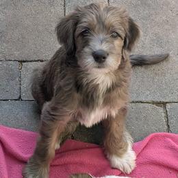 Viola - Merle female Double Doodle puppy in Chula Vista, California from South Bay Double Doodles