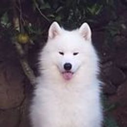 Samoyeds from Pacific Mist Samoyeds
