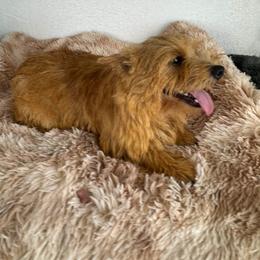 Miniature Schnauzer and Norwich Terrier All Grown Up from Parker Place  Puppies (Mini schnauzers and Norwich Terriers)