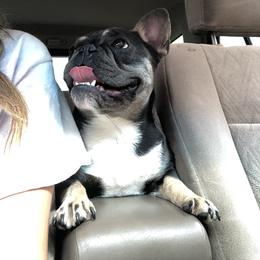 Gemma - French Bulldog