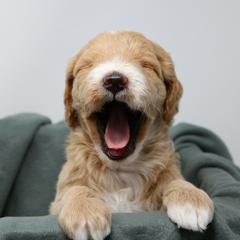 Goldendoodle Puppies from The Doodle Project