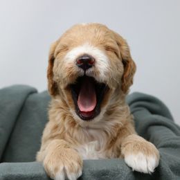 Goldendoodle Puppies from The Doodle Project